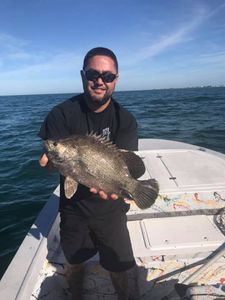 Atlantic Tripletail in Florida